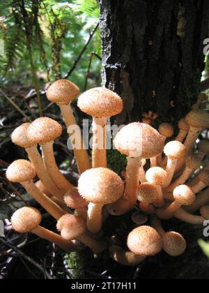 Essbare Pilze, Nahaufnahme von Honig-Agaren, die im Wald wachsen Stockfoto