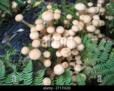 Essbare Pilze, Honigagarik, im Wald wachsen Stockfoto