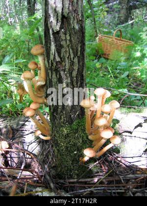 Genießbare Pilze, Honig-Agarik, wächst an Bäumen im Wald Stockfoto