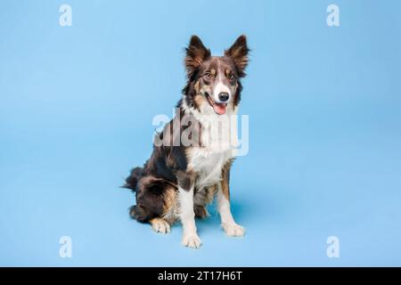 Border Collie Hund im Fotostudio auf blauem Hintergrund Stockfoto