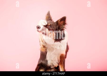 Border Collie Hund im Fotostudio auf rosa Hintergrund Stockfoto