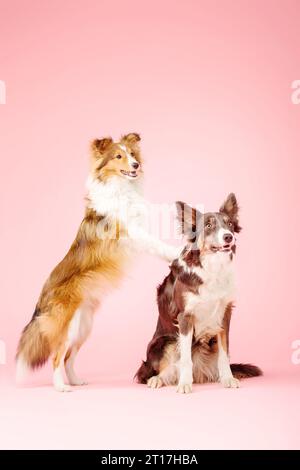 Border Collie Hund und Shetland Sheepdog Hund im Fotostudio auf rosa Hintergrund Stockfoto