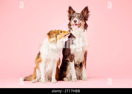 Border Collie Hund und Shetland Sheepdog Hund im Fotostudio auf rosa Hintergrund Stockfoto