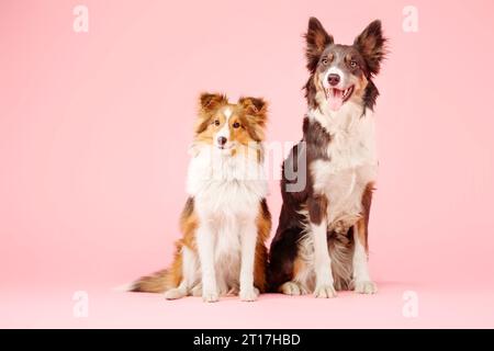 Border Collie Hund und Shetland Sheepdog Hund im Fotostudio auf rosa Hintergrund Stockfoto