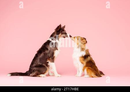 Border Collie Hund und Shetland Sheepdog Hund im Fotostudio auf rosa Hintergrund Stockfoto