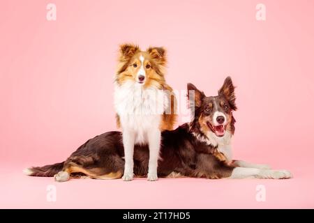 Border Collie Hund und Shetland Sheepdog Hund im Fotostudio auf rosa Hintergrund Stockfoto