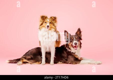 Border Collie Hund und Shetland Sheepdog Hund im Fotostudio auf rosa Hintergrund Stockfoto