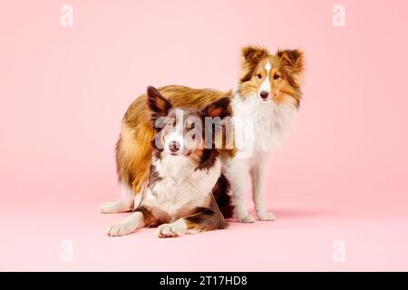 Border Collie Hund und Shetland Sheepdog Hund im Fotostudio auf rosa Hintergrund Stockfoto