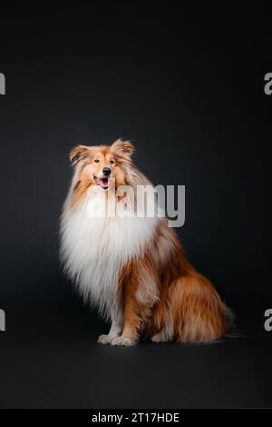 Rough Collie Hund auf schwarzem Hintergrund Stockfoto