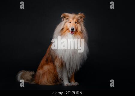 Rough Collie Hund auf schwarzem Hintergrund Stockfoto