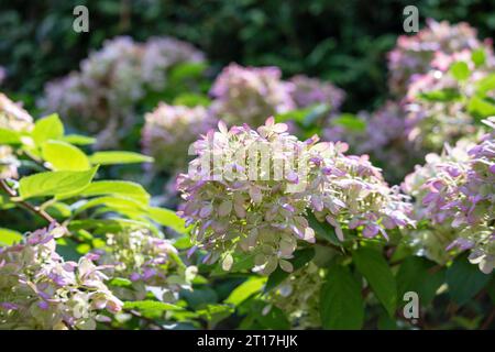 Weiß-rosafarbener, kleinblühender Sträucher mit grünen Blättern Stockfoto