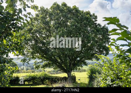 English oder Stieleiche, Quercus robur, in Wensleydale, Yorkshire Dales Stockfoto