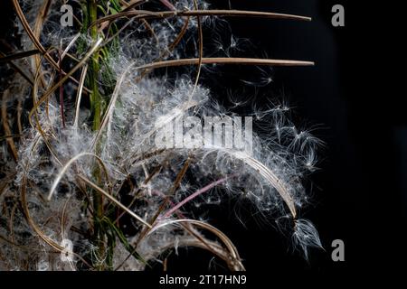 Rose Bay Willow Herb, Chamerion angustifolium, veröffentlicht im august Samen Stockfoto