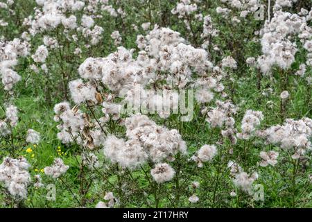 Samenköpfe von Kriechstachelfistel, Cirsium arvense, in Yorkshire Dales Stockfoto