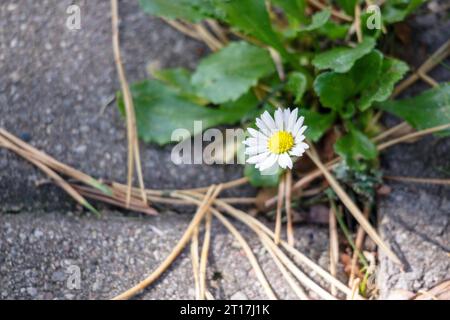 Eine kleine weiße Blume mit einer gelben Mitte und grünen Blättern wächst durch den Asphalt von grauer Farbe Stockfoto