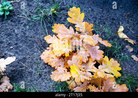 Gelblich-orange Eichenblätter liegen auf grauem Sand Stockfoto