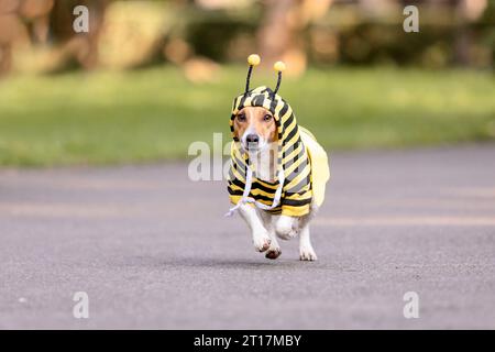 Ein Hund verkleidet als Biene in einem Park. Jack-Russell-Terrier-Hunderasse Stockfoto