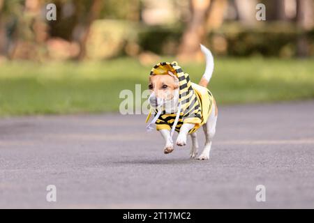 Ein Hund verkleidet als Biene in einem Park. Jack-Russell-Terrier-Hunderasse Stockfoto