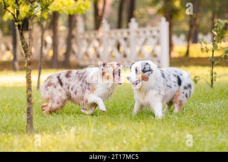 Zwei australische Schäferhunde spielen auf grünem Gras. Stockfoto
