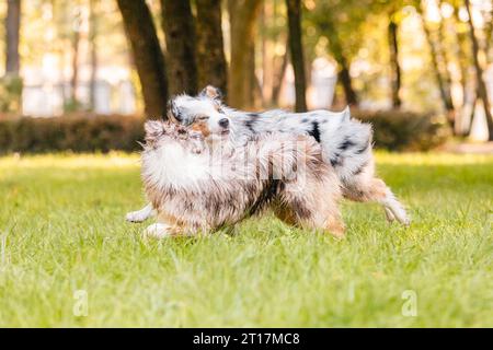 Zwei australische Schäferhunde spielen auf grünem Gras. Stockfoto