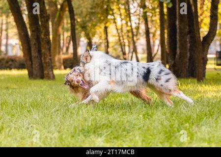 Zwei australische Schäferhunde spielen auf grünem Gras. Stockfoto