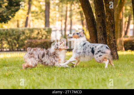 Zwei australische Schäferhunde spielen auf grünem Gras. Stockfoto