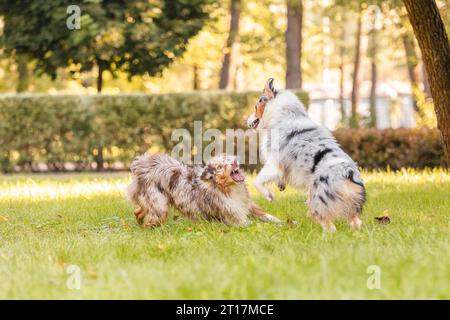Zwei australische Schäferhunde spielen auf grünem Gras. Stockfoto