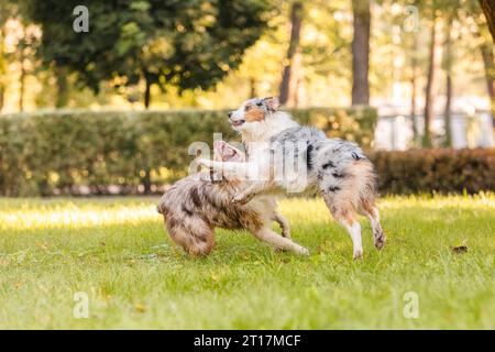 Zwei australische Schäferhunde spielen auf grünem Gras. Stockfoto