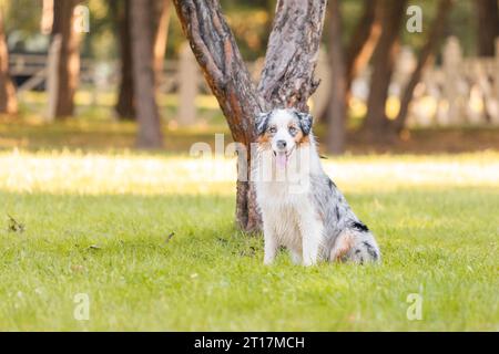 Australischer Schäferhund auf einem Spaziergang im Park. Hund im grünen Gras. Stockfoto