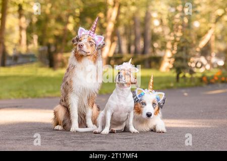 Im Park sitzen drei Hunde in Einhornkörnern Stockfoto