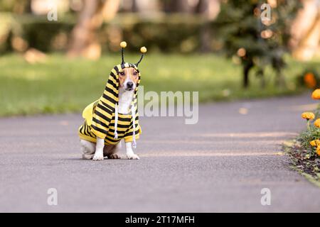 Ein Hund verkleidet als Biene in einem Park. Jack-Russell-Terrier-Hunderasse Stockfoto