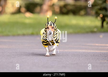 Ein Hund verkleidet als Biene in einem Park. Jack-Russell-Terrier-Hunderasse Stockfoto