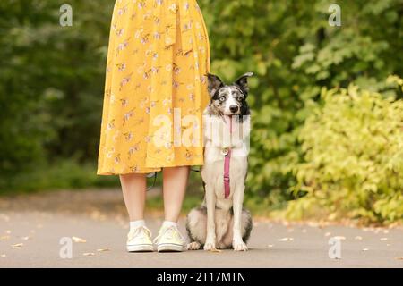 Der Hund sitzt neben dem Besitzer. Border Collie Hunderasse. Gehen mit Hund. Keine Fläche. Lifestyle Stockfoto