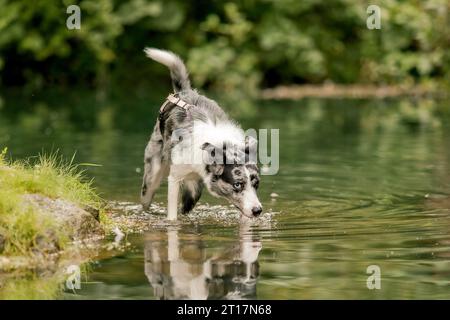 Border Collie Rasse im Park. Hund am Teich. Stockfoto