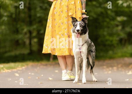 Der Hund sitzt neben dem Besitzer. Border Collie Hunderasse. Gehen mit Hund. Keine Fläche. Lifestyle Stockfoto