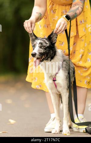 Der Hund sitzt neben dem Besitzer. Border Collie Hunderasse. Gehen mit Hund. Keine Fläche. Lifestyle Stockfoto