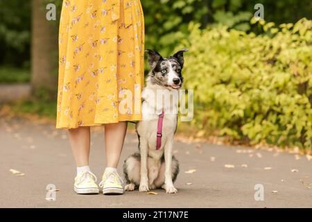 Der Hund sitzt neben dem Besitzer. Border Collie Hunderasse. Gehen mit Hund. Keine Fläche. Lifestyle Stockfoto