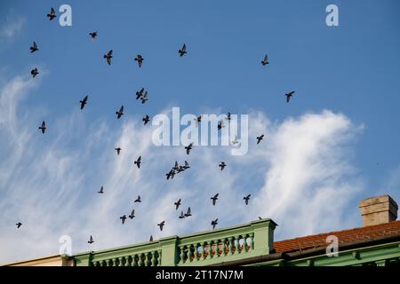 Eine Schar Tauben, die am klaren blauen Himmel fliegen Stockfoto