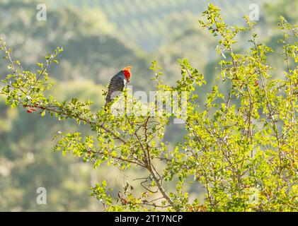 Ein männlicher Gang-Kakadu (Callocephalon fimbriatum) mit einem schönen roten Wappen, der in einem Baum thront Stockfoto