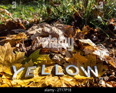 Wortgelb mit silbernen Metallbuchstaben auf gefallenen Ahornblättern auf Herbstwaldboden gelegt Stockfoto