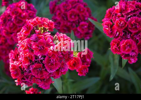 Chinesische Nelkenblumen aus der Nähe im Garten. Hochwertige Fotos Stockfoto