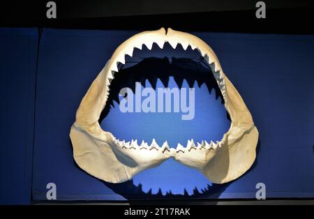 Ausstellung zu Haien im National Museum of Natural History in New York, USA Stockfoto