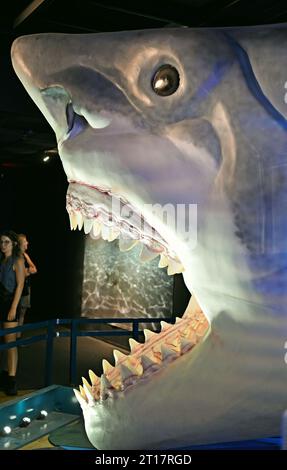 Ausstellung zu Haien im National Museum of Natural History in New York, USA Stockfoto