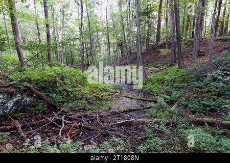 Wanderweg im Quechee State Park, Vermont, USA Stockfoto