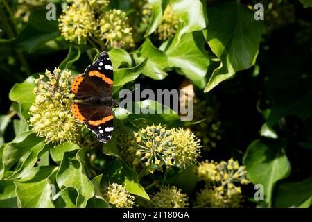 Roter Admiral Schmetterling auf Ivy Flowers, Warwickshire, Großbritannien Stockfoto