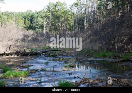 Sumpfige Gegend direkt am Wanderweg im Quechee State Park, neben der Quechee Gorge, Vermont, USA Stockfoto