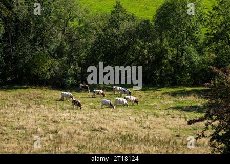 Herde von Kühen, die auf einem Feld in den Hügeln von Cheshire, England an einem sonnigen Tag im Spätsommer weiden. Stockfoto