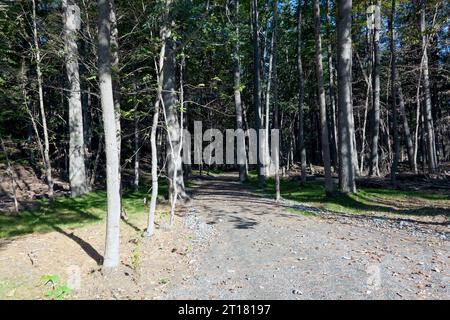 Wanderweg im Quechee State Park, Vermont, USA Stockfoto