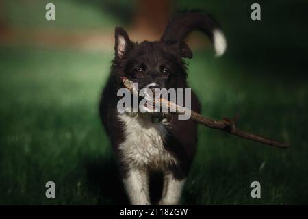 Happy Border Collie Welpen Hund genießt Naturspaziergang Stockfoto