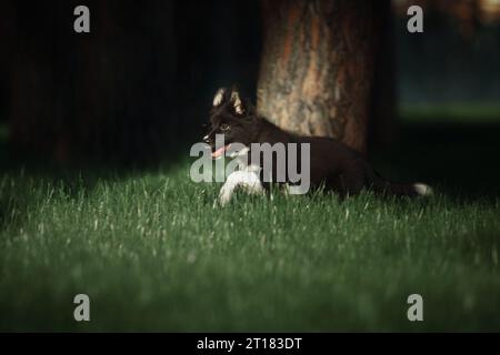 Happy Border Collie Welpen Hund genießt Naturspaziergang Stockfoto